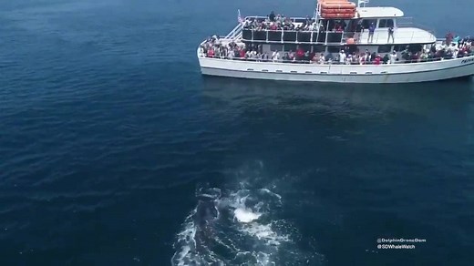 Incredible video taken at La Jolla Cove shows a massive humpback whale breaching near a boat. | 10News – ABC San Diego KGTV