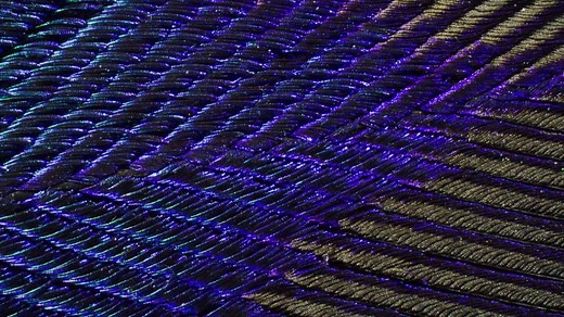 The secret of peacock feathers (and why they're even more stunning under a microscope!) Photos by Waldo Nell. | Mental Floss