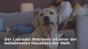 Labrador Herkunft Wo kommt der Labrador Retriever her?
