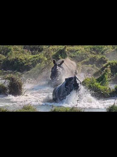 Discover the Majestic Rhinos of Chitwan National Park