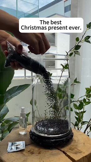 Beautiful tank 😍 #tank #fishtank #tanklover #tankfyp #fyp2025 | Scuba Diving