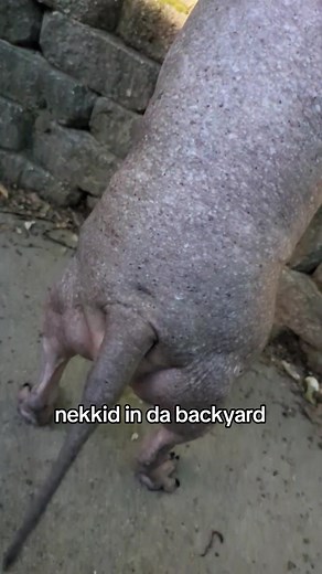 Naked Staffy Playing in the Backyard