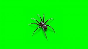 Creepy spider isolated on green screen background. Perfect for Halloween themes.