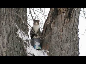 Cat Born in a Tree, Decides To Live in the Tree, Never Coming Down