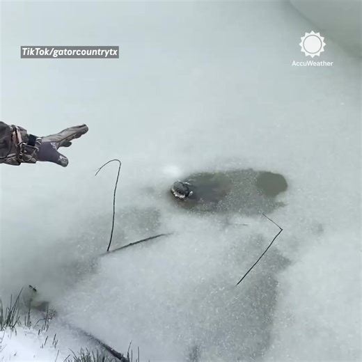 When the cold gets extreme, so do survival skills ❄️🐾 From natural antifreeze to breathing beneath ice, these animals have some seriously wild winter adaptations. | AccuWeather