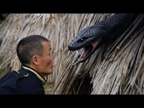 The dwarf family was terrified when they encountered a giant python attacking their chicken farm