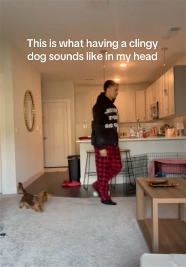 She always has something to say 🫣 Wouldn't have it any other way, our little shadow❤️ #clingypet #dogsoftiktok #dachshundsoftiktok #dogtok