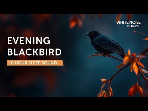 Evening Blackbirds - 10 Hours Sleep Sound - Black Screen