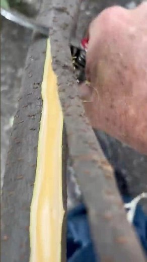 BEST WALKING STICK tree