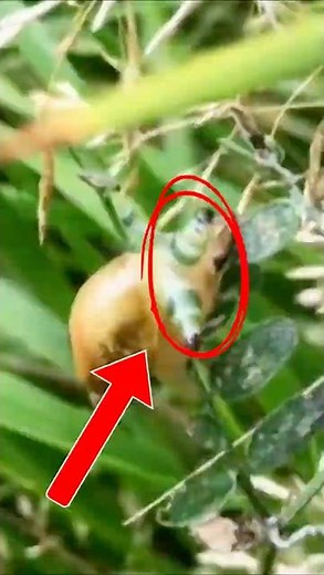 This Parasite Turns Into Mind-Controlled Zombies 🧠🐌