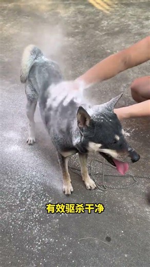 #狗狗驱虫 #养狗人 #养狗经验分享 #科学养宠攻略 #创作灵感