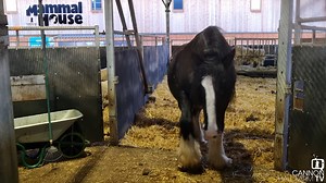 262K views · 8.7K reactions | Our pregnant Shire Ruby is getting to the end of her pregnancy and is feeling a bit fed up with herself - she's feeling all itchy and uncomfortable so her pal Farmer Ruth is there with a tickle stick to save the day. We bet this is the first time you've seen a Shire horse get raked... | Cannon Hall Farm | Facebook