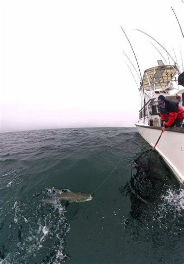 Black Fishing for Stripers on Cape Cod with Crabs