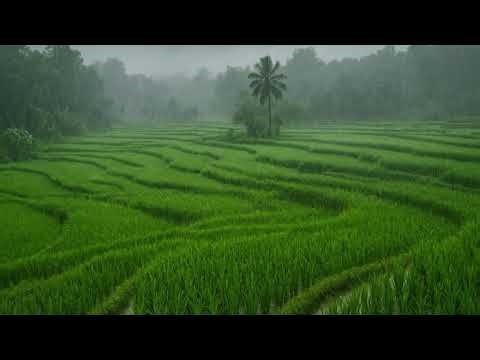 "Live Rain Sounds for Relaxation and Sleep"