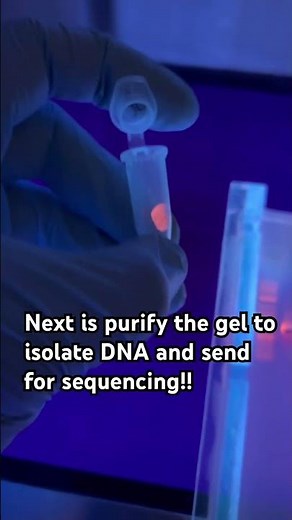 DNA extraction from GEL to purify and sequence