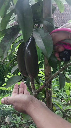 amazing cutting #asmr #cutting