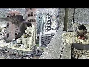 367 Collins Falcons 2022~New Season!💕 Prey for Mom! four eggs are in the nest~4:20 p.m. 2022/08/30