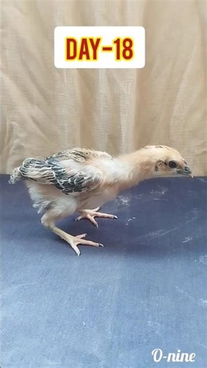 Chick Growth Timeline (60 Days)