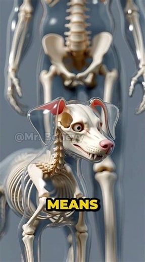 Your Dog Is Talking To You – Here’s What It Means