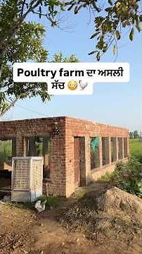 Poultry farm ਦਾ ਅਸਲੀ ਸੱਚ #eggs #egg #shorts
