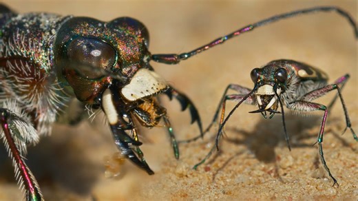 Tiger Beetle from the Czech Republic – Cicindela hybrida on the Hunt 🪲