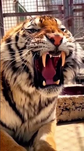 When the Tiger Roars, Everyone Listens! | Epic Tiger Sound
