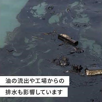 海洋汚染の現状は？必要な対策や私たちができることとは