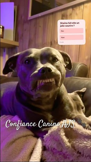 Aggressive or happy 🤔😂 The Staffie and its funny faces 🙈🐾 Shaïna #staffy #cute #funny #dog
