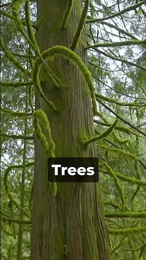 5 Acre Creek Front Land for Sale in Washington