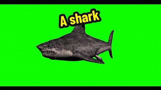 A shark #greenscreenchallenge #greenscreeneffect #greenscreen #greenscreenvideo #pfy #fyp #foryou #shark