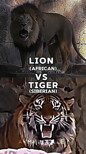 African Lion Vs Siberian Tiger 🔥💀