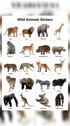 20 wild animal name in English #english #vocab #animals #name #learn
