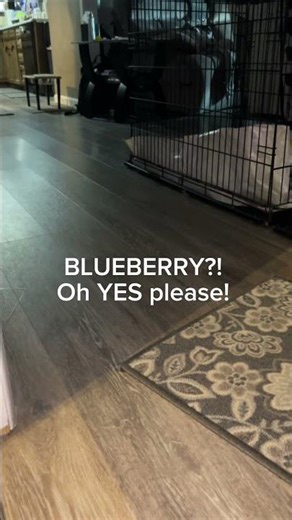 What Happens When you say the magic word? This…. My family goes crazy for Blueberries.