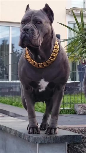 When a Cane Corso barks, you can be sure there's trouble #dogandbaby #funny #pet #dogsoftiktok #dog