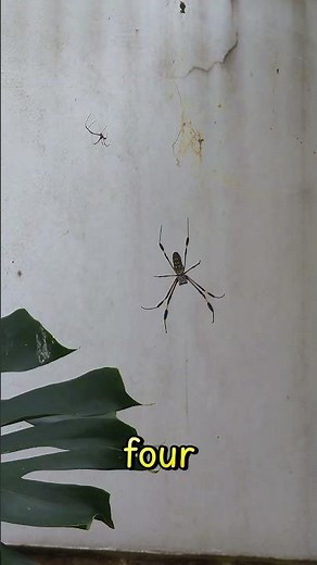 Massive Spider in Costa Rica Araña gigante en Costa Rica#nature #spiders #arachnid