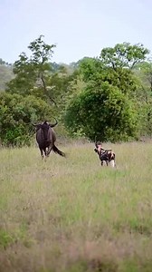 Wild dogs took on this healthy wildebeest bull, but the job appeared impossible for the wild dogs as the ram stood his grown, defending himself fiercely. #wildebeest #wildebeests #wilddogs #safari #gamedrivesafari #africansafari #adventure #wildlife #nature | Wildfriends Africa