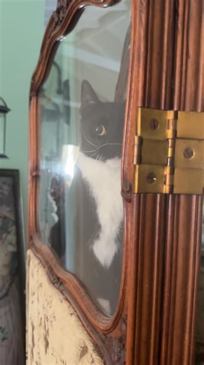 Jennifer Cameron | He’s not of this realm #tuxedocat #gravylarrydavid #larrydavid #cats | Instagram