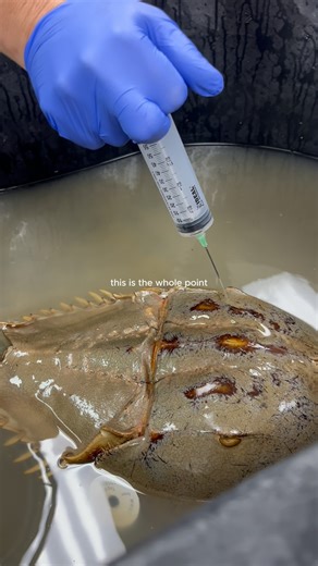 Rehabilitate, research, educate, release, and repeat 🫶 | Georgia Sea Turtle Center