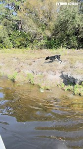 86K views · 2K reactions | We got these iguanas on the run and why it's important to keep managing these invasive iguanas. | Python Cowboy Hunts | Facebook