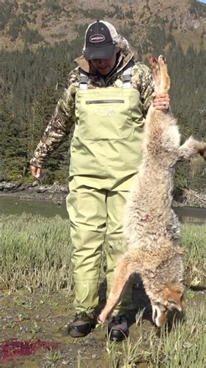 Alaska predator control! #coyote