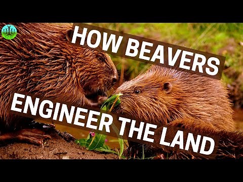 How Beavers Engineer The Land