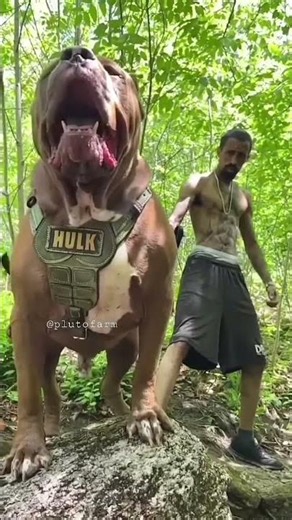 o maior pitbul do mundo
