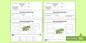 Parts of a Frog Differentiated Worksheet