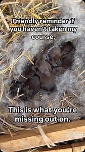 My video course, “The Complete Guide to Self-Sufficient Meat Rabbits” is a thorough guide on raising rabbits in a colony and feeding them from your own backyard to produce high-quality nutritious meat for almost no cost after initial set up!All across the world, people have raised rabbits in similar fashions to provide income, meat, fur, and fertilizer for over 1000 years. There are very few animals that produce more abundantly than rabbits. They can live entirely on greens and grass, can produc