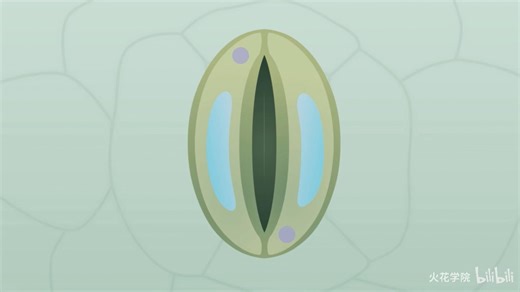 保卫细胞与气孔的配合