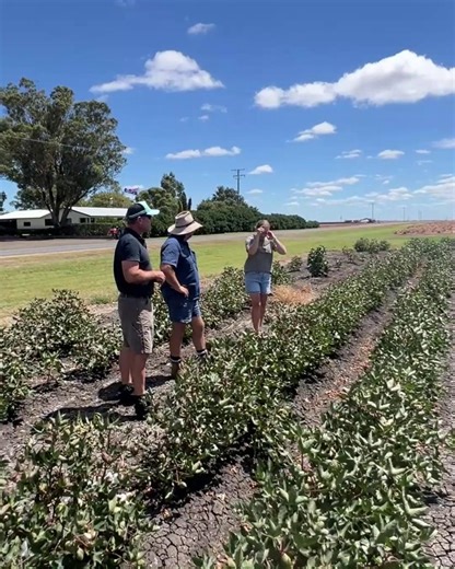 Nic and Felicity Clapham from the Darling Downs knew water efficiency was key to building a stronger business. Through the Farm Business Resilience Program, they developed a plan to tackle this challenge — and with support from a QRIDA Drought Preparedness Grant, invested in a lateral irrigator to cut energy use, capture more rainfall, and boost drought resilience. https://ow.ly/LMmG50X8TBF Queensland Farmers' Federation Darling Downs Cotton Growers Incorporated | Cotton Australia