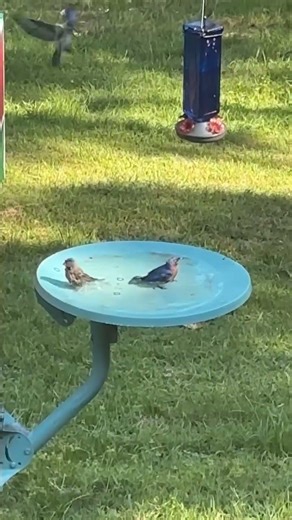 Backyard bathing #backyardbirds #birdwatching #birds