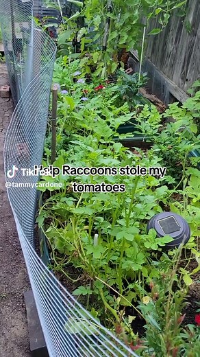 How to Keep Raccoons Out of Your Garden