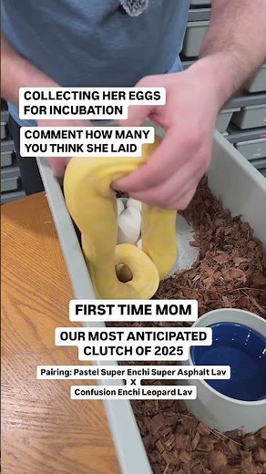 Collecting EGGS From Our RAREST Ball Python😍🐍