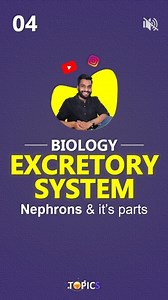 Nephron: The functioning unit of our Kidney | #reels #biology #science #medico #knowledge #learnwithfun #learning #medicalstudent • Parts of a Nephron:🧘🏻 • Glomerulus:🙋🏻 ○ A cluster of tiny blood vessels (capillaries) where blood is filtered. ○ Located within the Bowman’s capsule, it filters out small molecules, including water, salts, urea, and glucose from the blood. • Bowman’s Capsule:🙋🏻 ○ A cup-like structure that surrounds the glomerulus. ○ It collects the filtered fluid, known as glo